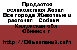 Продаётся великолепная Хаски - Все города Животные и растения » Собаки   . Калужская обл.,Обнинск г.